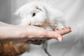 Funny white furry guinea pig in hands on white Royalty Free Stock Photo
