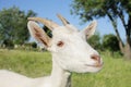 Funny white goat portrait Royalty Free Stock Photo