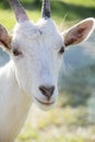 Funny white goat portrait Royalty Free Stock Photo