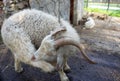 The funny white goat scratches his leg with his teeth. Royalty Free Stock Photo