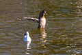 Bird on Swan Lake, Astrakhan, Russia Royalty Free Stock Photo