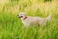 Funny white happy golden retriever dog in summer background Royalty Free Stock Photo