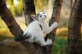 Funny white kitten play on a tree. Portrait of an domestic cat Royalty Free Stock Photo