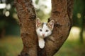 Funny white kitten play on a tree. Portrait of an domestic cat Royalty Free Stock Photo