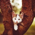 Funny white kitten plays on the tree. Portrait of a domestic cat in the autumn garden Royalty Free Stock Photo