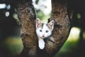 Funny white kitten sits on a tree. Royalty Free Stock Photo