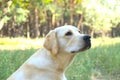 Funny white labrador retriever sitting at the forest meadow. Royalty Free Stock Photo