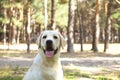 Funny white labrador retriever sitting at the forest meadow. Royalty Free Stock Photo