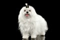 Funny White Maltese Dog Standing, Looking in Camera isolated Black Royalty Free Stock Photo