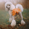 Funny white poodle dog with fallen leaf on butt, rear view Royalty Free Stock Photo