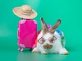 Funny white rabbit wearing sunglasses and the pink luggage, wicker hat going on vacation in summer.