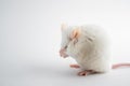 A funny white rat hides its muzzle with its paws. Animals for scientific experiments.