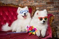Funny white Samoyed dogs puppies at the party