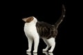 Funny White Scottish Straight Cat Standing in Black Background Royalty Free Stock Photo