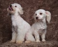 Funny white seated bichon couple looks to side