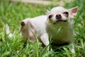 Funny white short hair Chihuahua dog trying to scratch herself in the garden Royalty Free Stock Photo