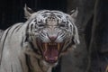 Close up  Adorable White  Tiger Royalty Free Stock Photo