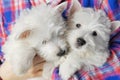 funny white west highland terrier dogs puppy sits in hand, dog breeding business Royalty Free Stock Photo