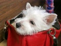 Funny white west hightland terrier dog puppy in red woman bag on wooden background Royalty Free Stock Photo