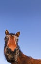 Funny Wide Angle Wild Horse Royalty Free Stock Photo