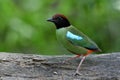 Funny wild green bird standing on wooden pad in fresh forest, Hooded pitta (Pitta sordida