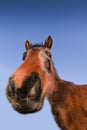 Funny Wild Horse Royalty Free Stock Photo