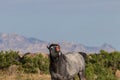 Funny Wild Horse Royalty Free Stock Photo