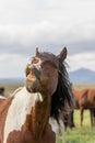 Funny Wild Horse in Spring in Utah Royalty Free Stock Photo