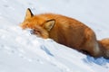 Funny wild red fox in the snow. The fox washes its face in clear snow. Royalty Free Stock Photo