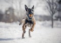 Funny winter dogs frolic in the snow