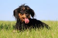 Wire haired dachshound in the garden Royalty Free Stock Photo