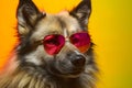 Funny wolf wearing sunglasses in studio with a colorful and bright background. Generative AI