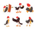 Funny Woodpecker Character as Comic Woodland Flying Creature Vector Set