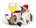 Funny xmas concept, drunk squirrel and cat with santa hat and gi Royalty Free Stock Photo