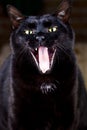 Funny yawning black cat sitting and looking at the camera