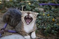 Funny yawning cat with big teeth and pink tongue. Funny wild cat living in Dead sea area, Neve Zhohar, Israel Royalty Free Stock Photo