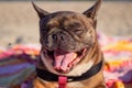 Funny yawning French Bulldog on a multicolored mat.