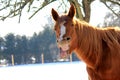 Funny Yawning Horse Royalty Free Stock Photo