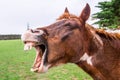 Funny yawning horse portrait Royalty Free Stock Photo