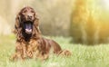 Funny yawning Irish Setter dog