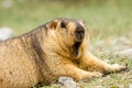 Funny yawning himalayan marmot groundhog on the green meadow
