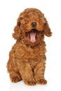 Funny yawning poodle puppy on a white background