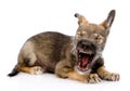 Funny yawning puppy.