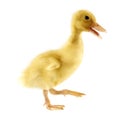 Funny yellow Duckling Royalty Free Stock Photo