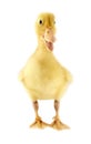 Funny yellow Duckling Royalty Free Stock Photo