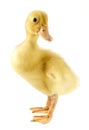 Funny yellow Duckling Royalty Free Stock Photo