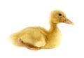 Funny yellow Duckling Royalty Free Stock Photo
