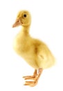 Funny yellow Duckling Royalty Free Stock Photo