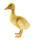 Funny yellow Duckling Royalty Free Stock Photo