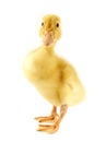 Funny yellow Duckling Royalty Free Stock Photo